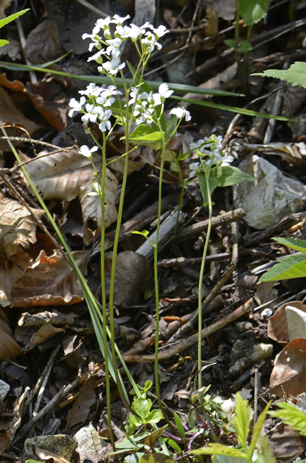 Cardamine trifolia / Dentaria a tre foglie